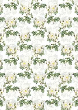 White Rose of York Pattern