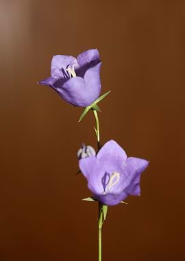 Blue campanula flower