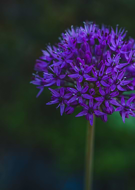 Garlic flower