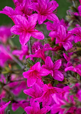 Escallonia