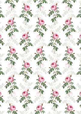 White Provence Rose Bloom