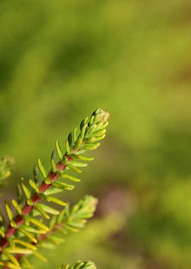Erica flower blossom macro