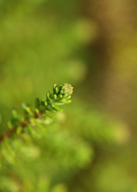 Green erica flower leaves