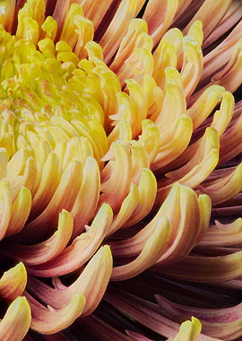 closeup of chrysanthemum