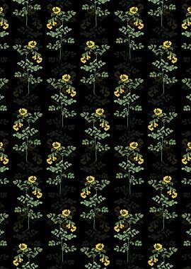 Black Scorpion Vetch Plant