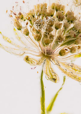 Astrantia in ice 1