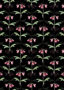 Netted Veined Amaryllis