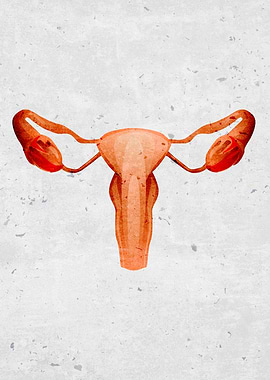 reproductive fallopian tub