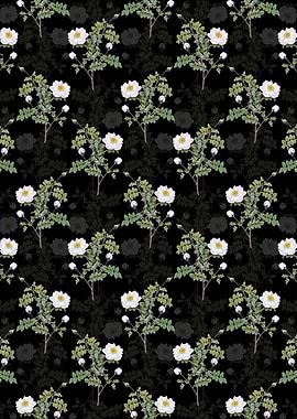 White Burnet Roses Pattern