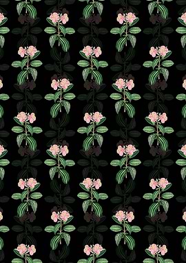 Starry Osbeckia Flower