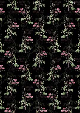 Black Pink Noisette Roses