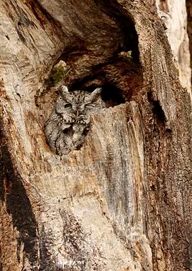 Home is where the heart is