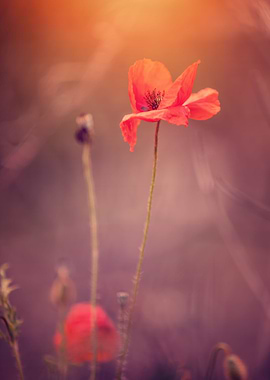 Red field poppy in meadow