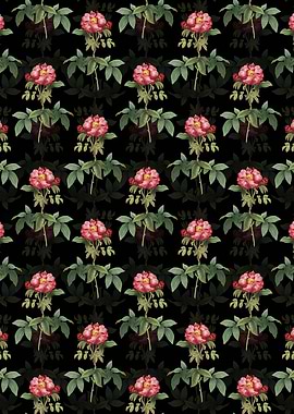 Black Provins Rose Pattern