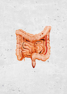 human intestines organs