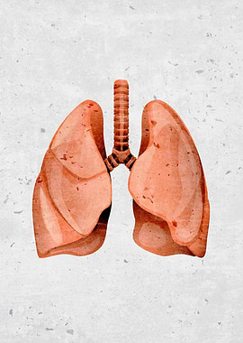 human lung organ