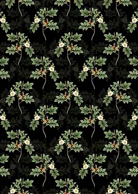 Black Mountain Rose Bloom