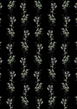 Black Spanish Clover Bloom