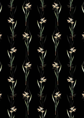 Black Gladiolus Cuspidatus