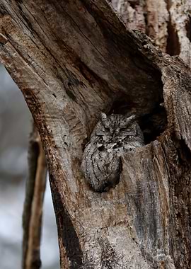 Screech owl roost