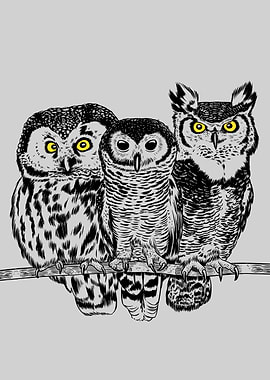 Three owls