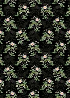 Black Malmedy Rose Pattern