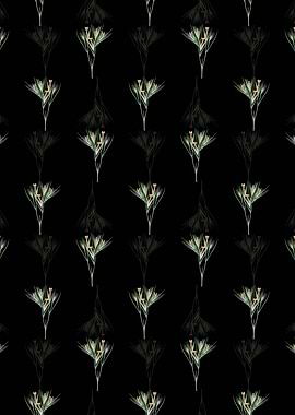 Witsenia Maura Pattern