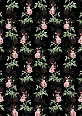 Black Common Rose of India