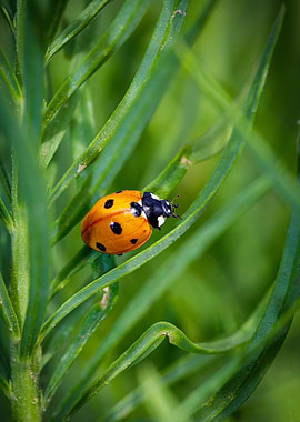 Macro of a ladybug