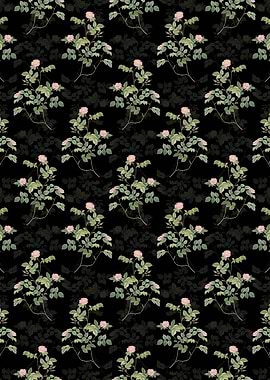 Sweetbriar Rose Pattern