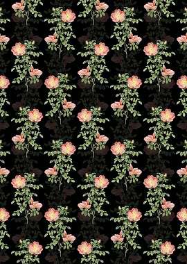 Black Red Sweetbriar Rose