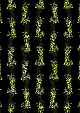 Caragana Spinosa Pattern