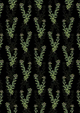 Daphne Sericea Pattern