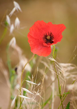Beautiful flower closeup