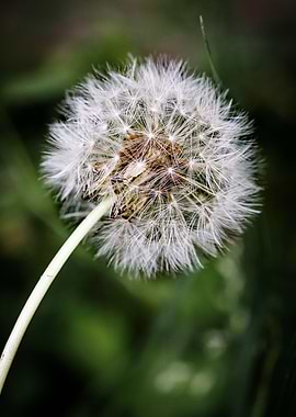 Beautiful flower closeup