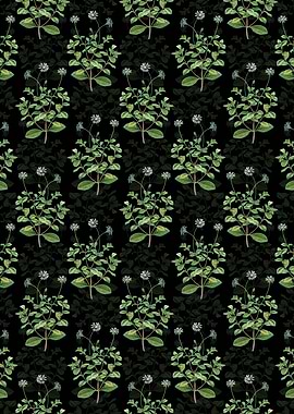 Blue Marguerite Plant