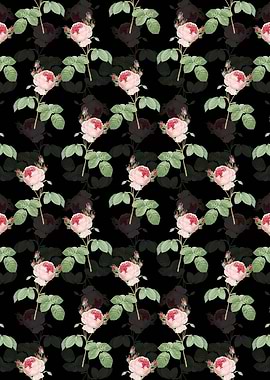 Pink Cabbage Rose Pattern