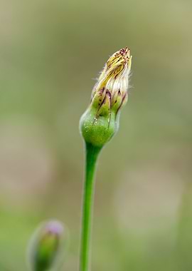 Beautiful flower closeup