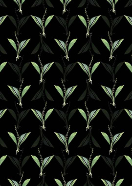 Peliosanthes Teta Pattern