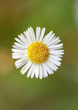 Beautiful flower closeup