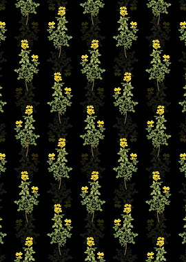 Common Cytisus Pattern