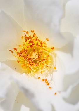 Beautiful flower closeup