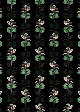 Tall Calotropis Flower