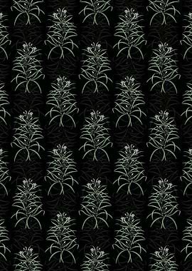 Black Narrow Leaved Spider