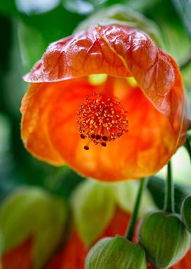 Beautiful flower closeup