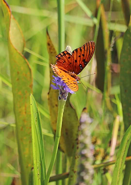Butterfly in the Wild