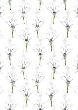 Grass Leaved Iris Pattern