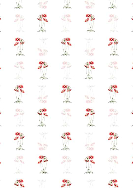 Fine Leaf Cosmus Flower