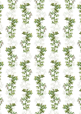 White Rabbit Eye Blueberry