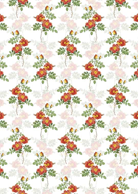 White Austrian Briar Rose